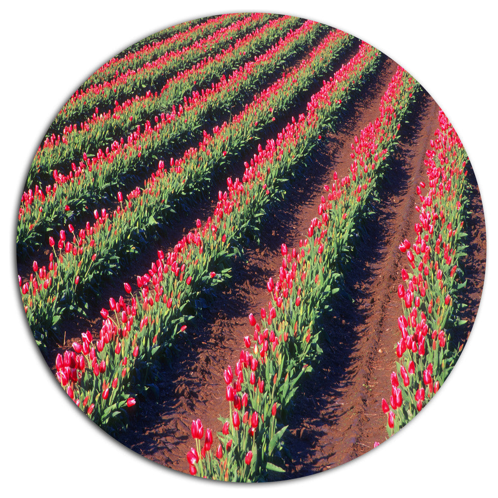 Beautiful Field Of Red Tulip Flowers, Landscape Round Artwork, 11"