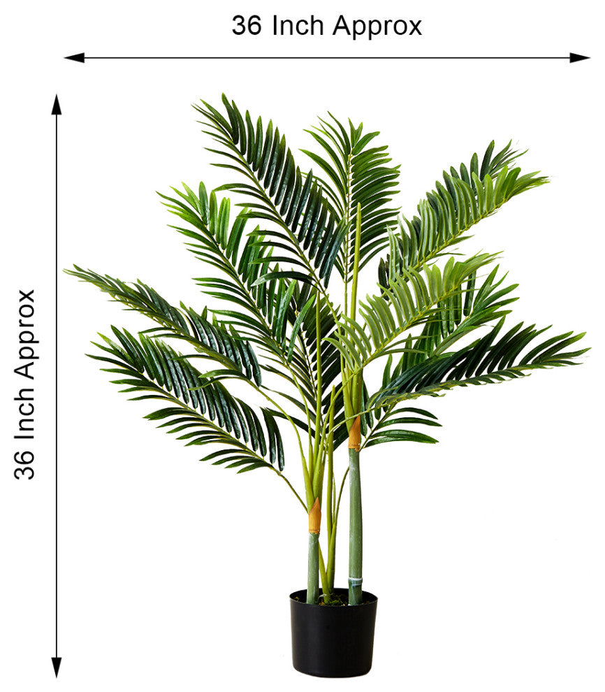 Golden Cane Palm Tree in Black Pot, 3'