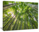 "Peaks of Bamboo in Kyoto Forest" Oversized Forest Wall Art, 20"x12"