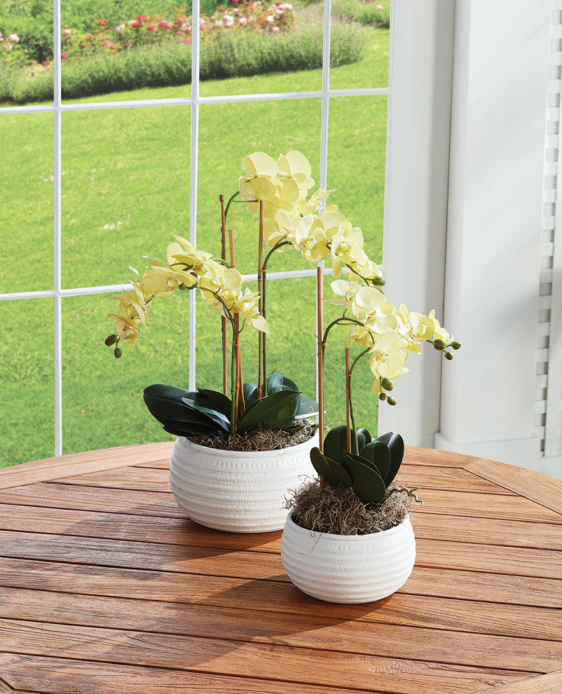Phalaenopsis Orchid Drop-In 23", Yellow