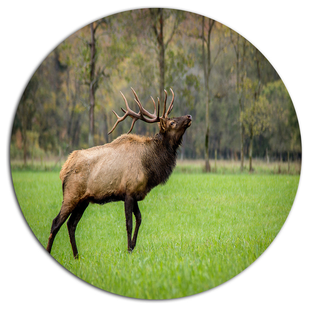 Trophy Bull Elk In Green Grassland, Animal Disc Metal Artwork, 23"