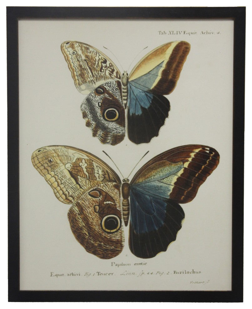Double Butterfly Tab XLIV, Copper and Black Flat Moulding