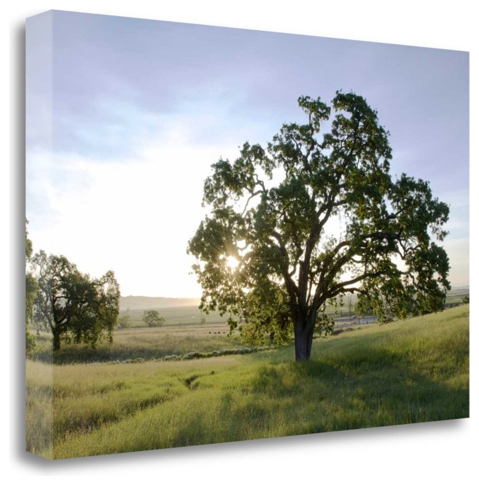 "Oak Tree - 96" By Alan Blaustein, Giclee Print on Gallery Wrap Canvas