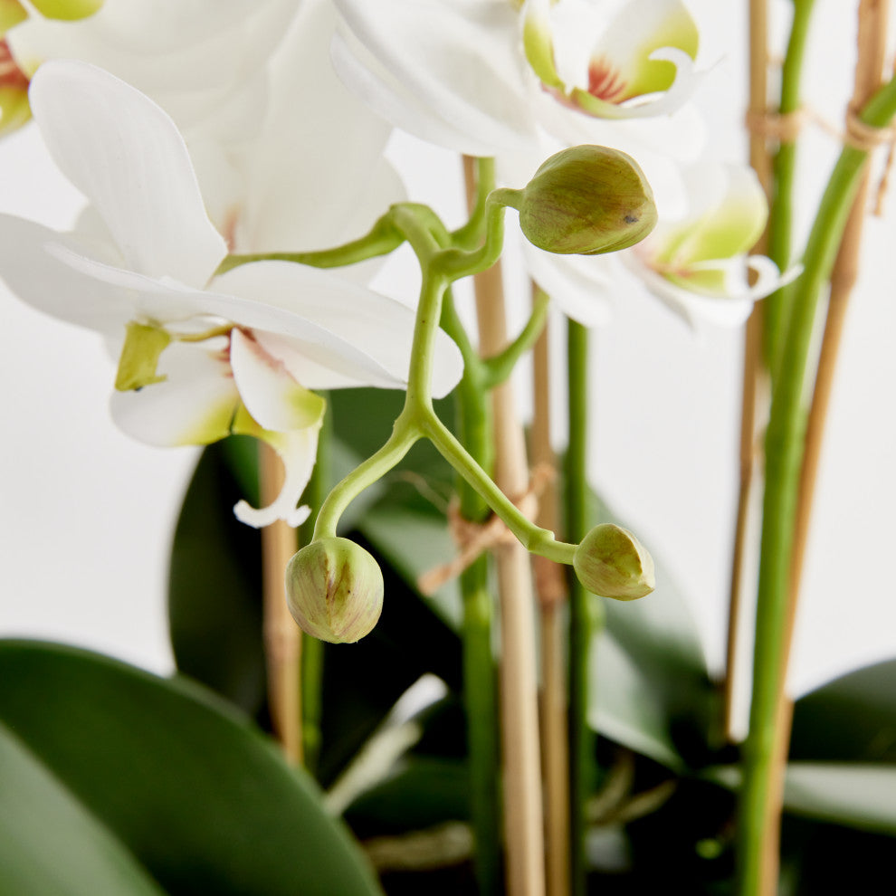 Phalaenopsis Orchid Bowl Drop-In 20", White