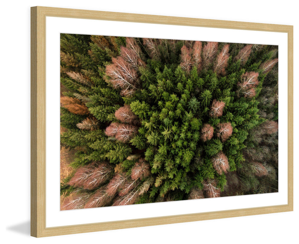 "Feather Trees" Framed Print by Karolis Janulis
