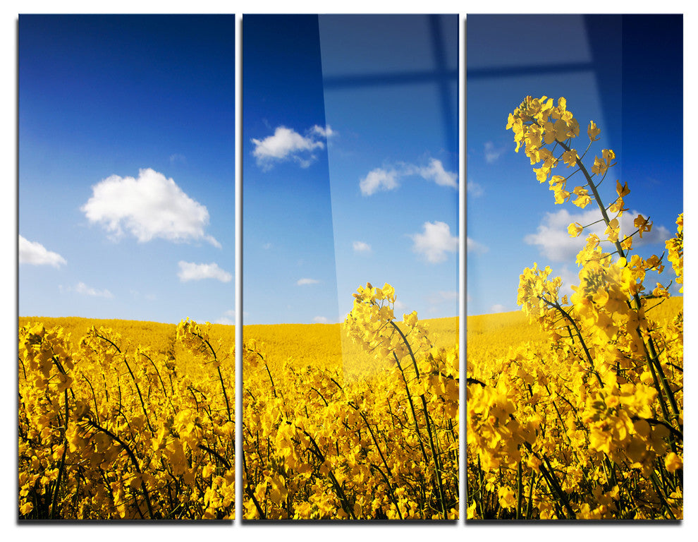 "Yellow Canola Field" Photography Metal Wall Art, 3 Panels, 36"x28"