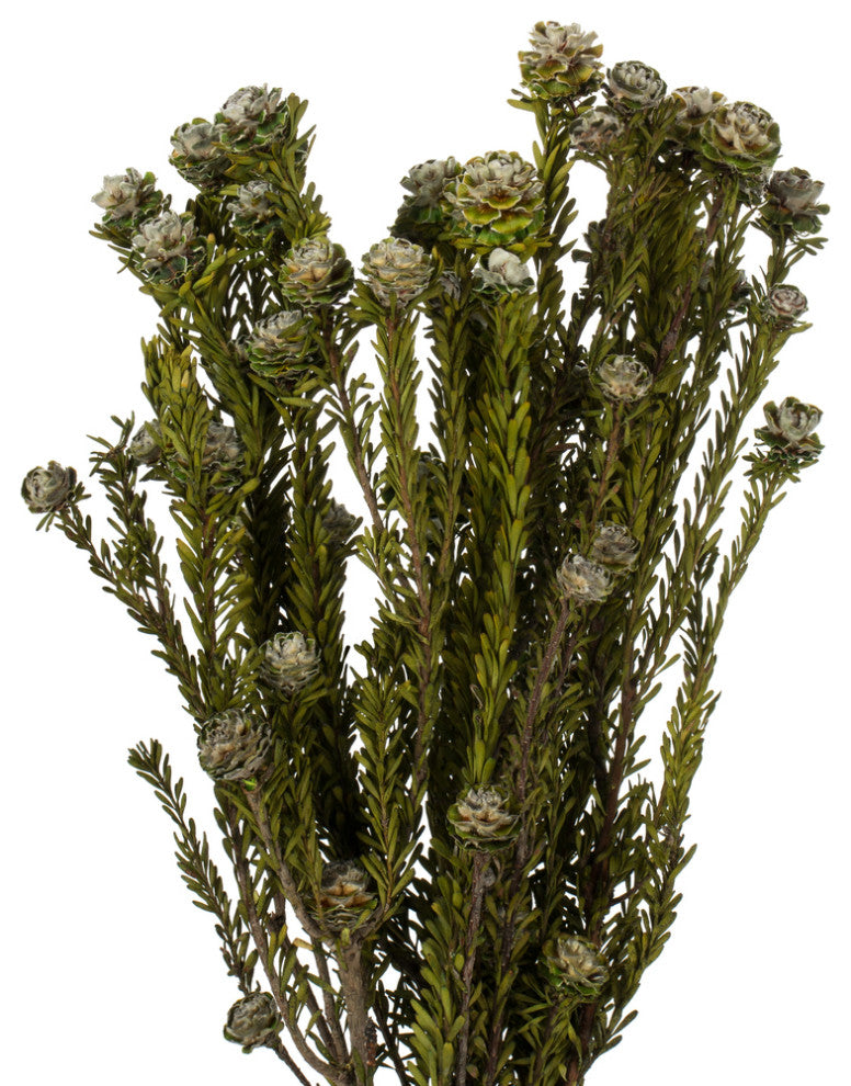 all Natural Tortum Bundle, Female, Preserved , Natural White, 12-18"