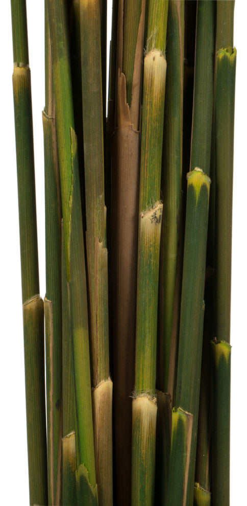 Vickerman all Natural Plume Reed Bundle, Preserved, Aspen Gold