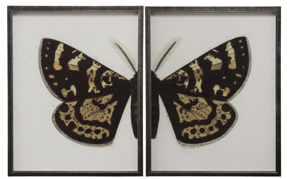 Split Black And Brown Butterfly, Pewter Shadowbox, Left, Right