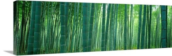 "Bamboo Forest, Sagano, Kyoto, Japan" Canvas Art, 36"x12"x1.25"