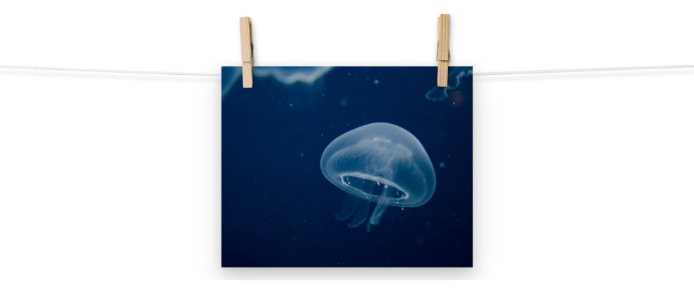 Small Blue Jellyfish Underwater Wildlife Photography Unframed Wall Art Print, 8" X 10"