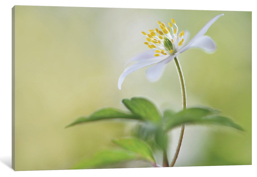 "Spring Light" by Heidi Westum, 40x26x1.5