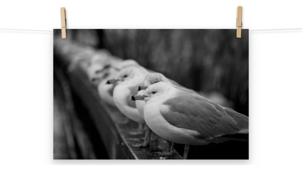 Gull King Black & White (Coastal Birds) Wildlife Photo Unframed Wall Art Print, 12" X 18"