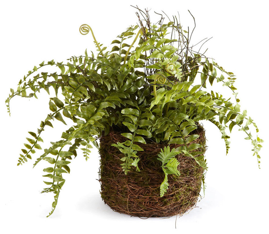 Boston Fern Rustic Drop-In, 12"