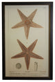 Sea Creature Print XXII, Copper And Black Shadowbox