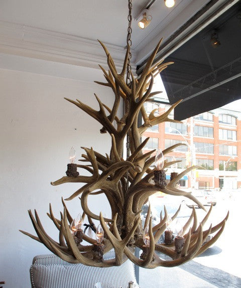 Whitetail, Mule Deer Antler Chandelier Light, Extra Large, Rawhide Shades