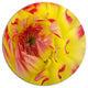 Smooth Yellow Red Petals Close-Up, Modern Floral Round Wall Art, 36"