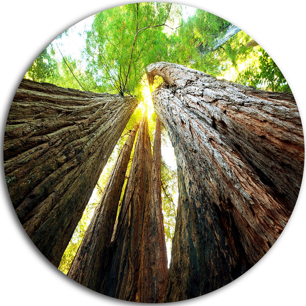Sequoia Tree, Photography Disc Metal Wall Art, 23"
