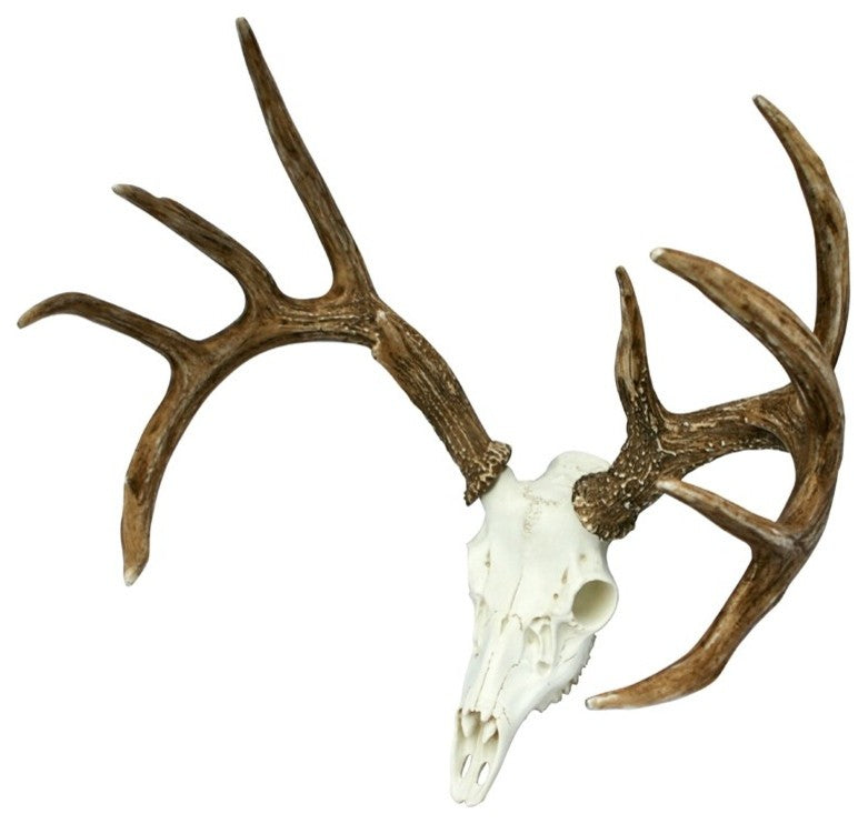 Whitetail Deer European Mount