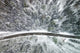 "Icy Firs" Print on Canvas by Karolis Janulis