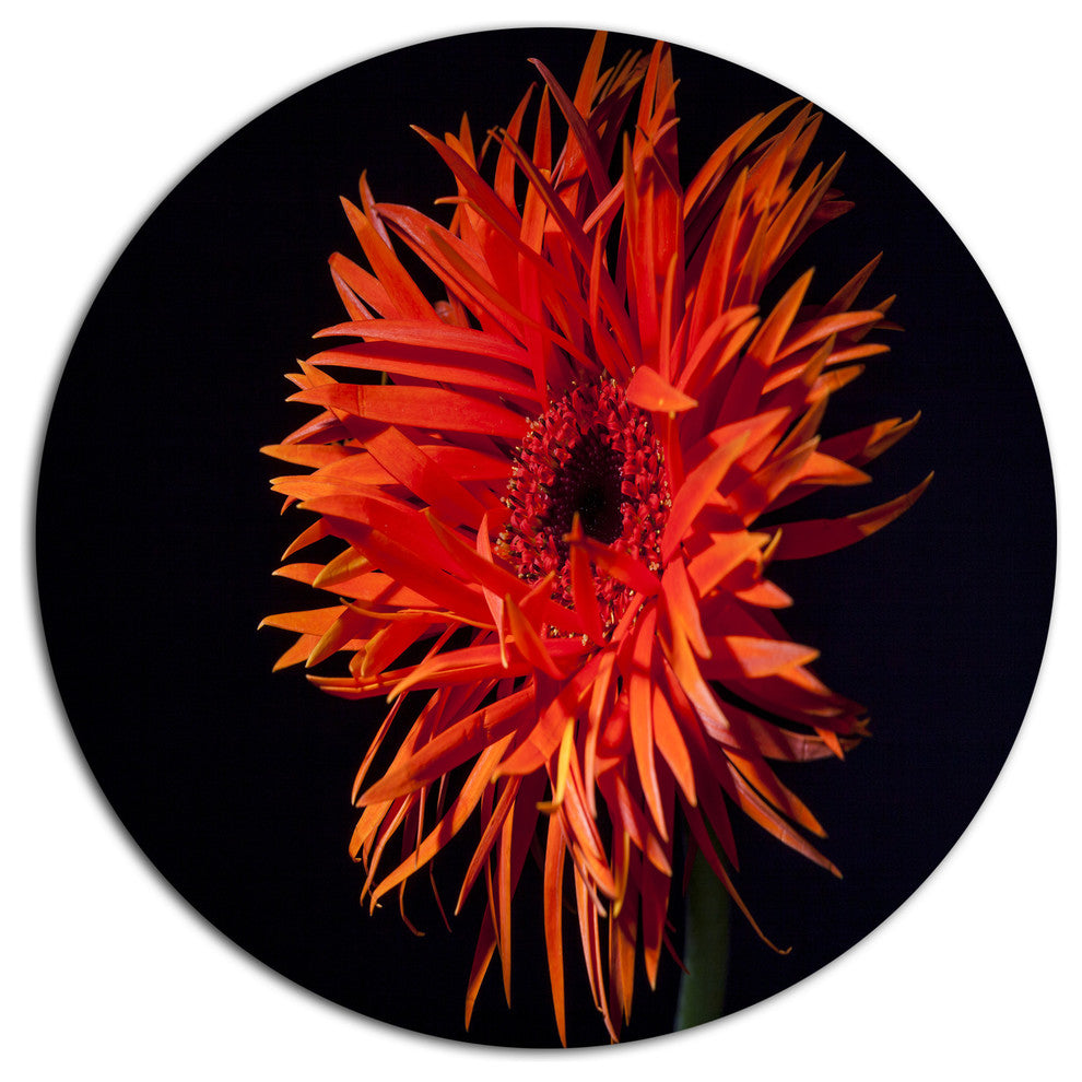 Spider Gerbera Daisy Watercolor, Flowers Large Disc Metal Wall Art, 36"