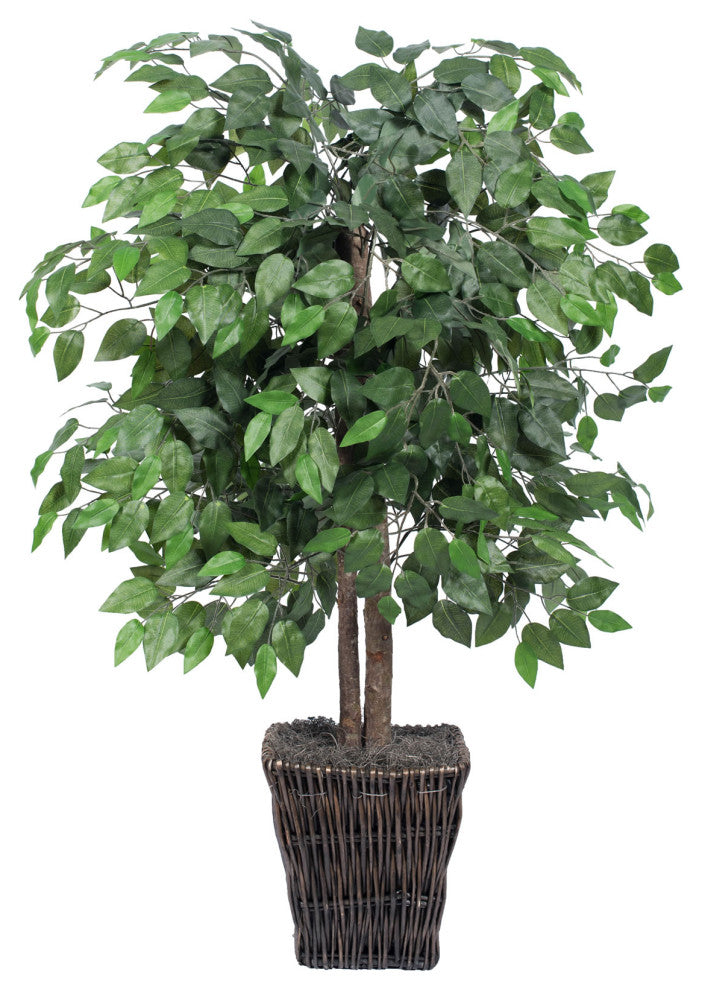4' Ficus In Square Willow Container