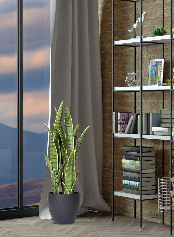 Serene Spaces Living Sansevieria Trifasciata Snake Plant, 27"