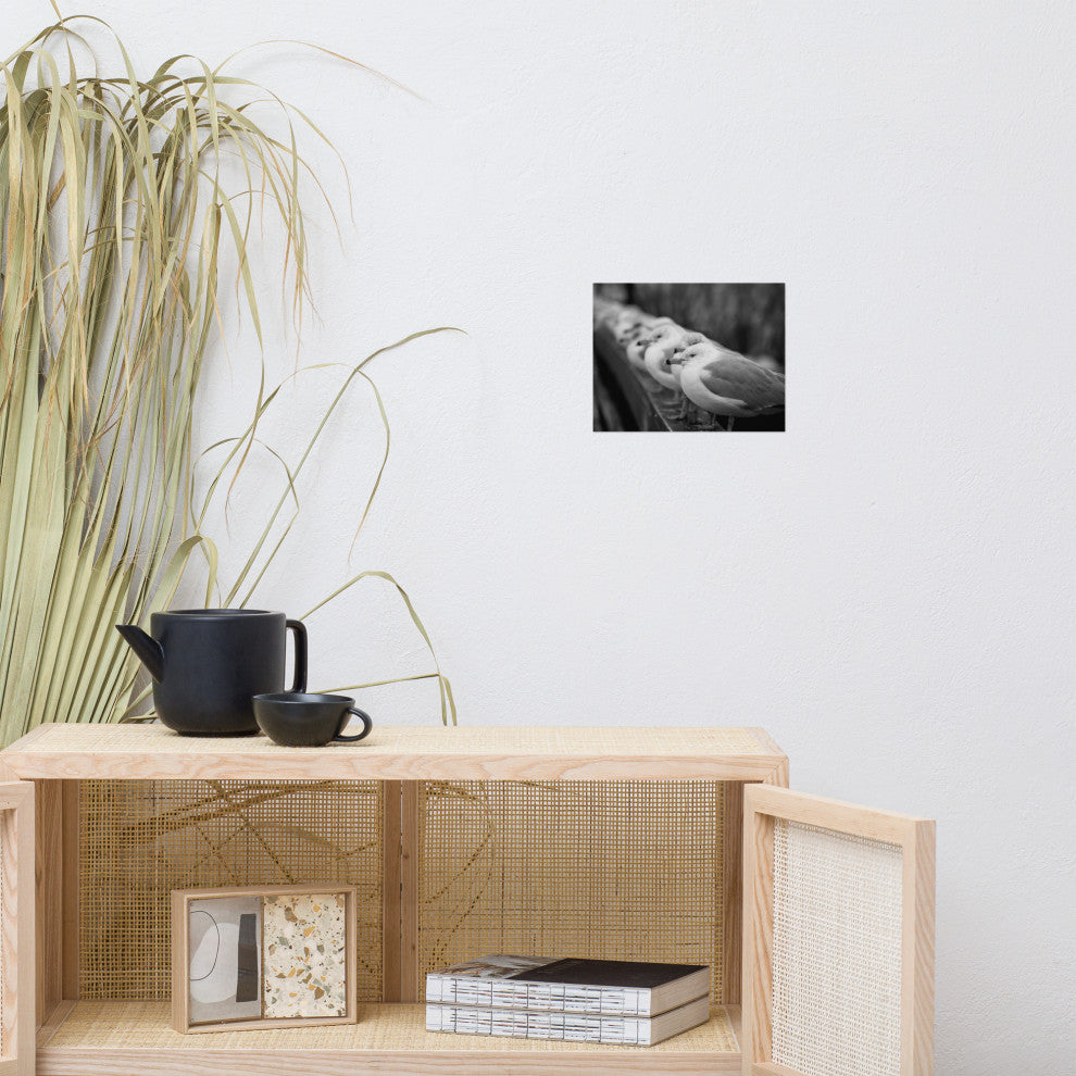 Gull King Black & White (Coastal Birds) Wildlife Photo Unframed Wall Art Print, 8" X 10"