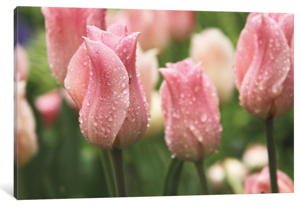 "Tulips after the Rain" by Laura Marshall, 40x26x1.5