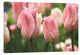 "Tulips after the Rain" by Laura Marshall, 40x26x1.5