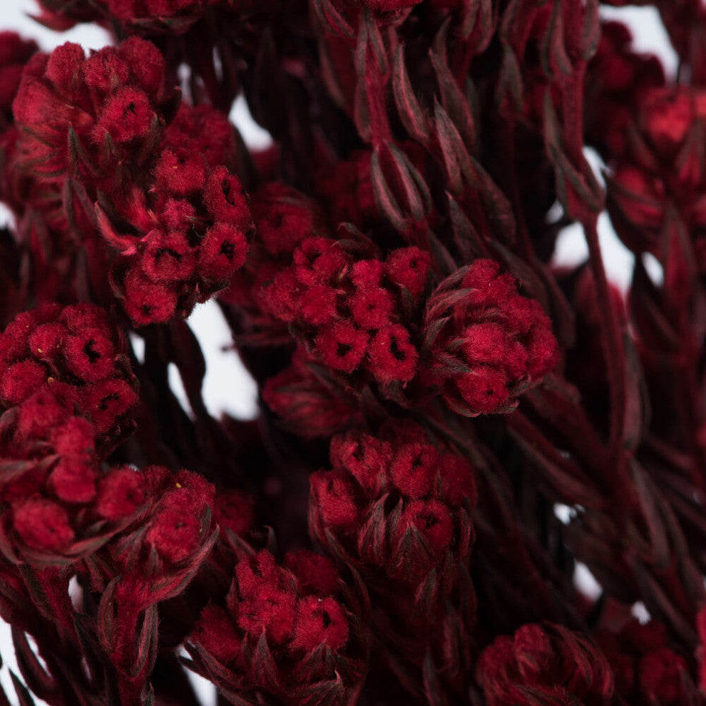 Vickerman 16-22" Red Cotton Phylica Flower, 4-5 oz Bundle, Preserved