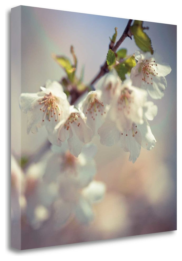 "Soft Bloom II" By Assaf Frank,Ready to Hang Giclee Print on Gallery Wrap Canvas