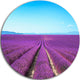 Lavender Flower Blooming Fields, Round Wall Art, 11"