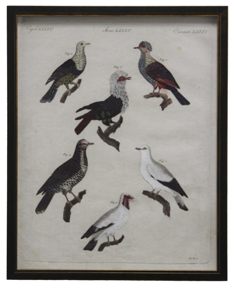 Colorful Birds, Copper And Black Shadowbox
