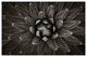 FAIRCHILD PLANT #1, Black and White, 20x30