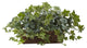 Puff Ivy With Ledge Basket