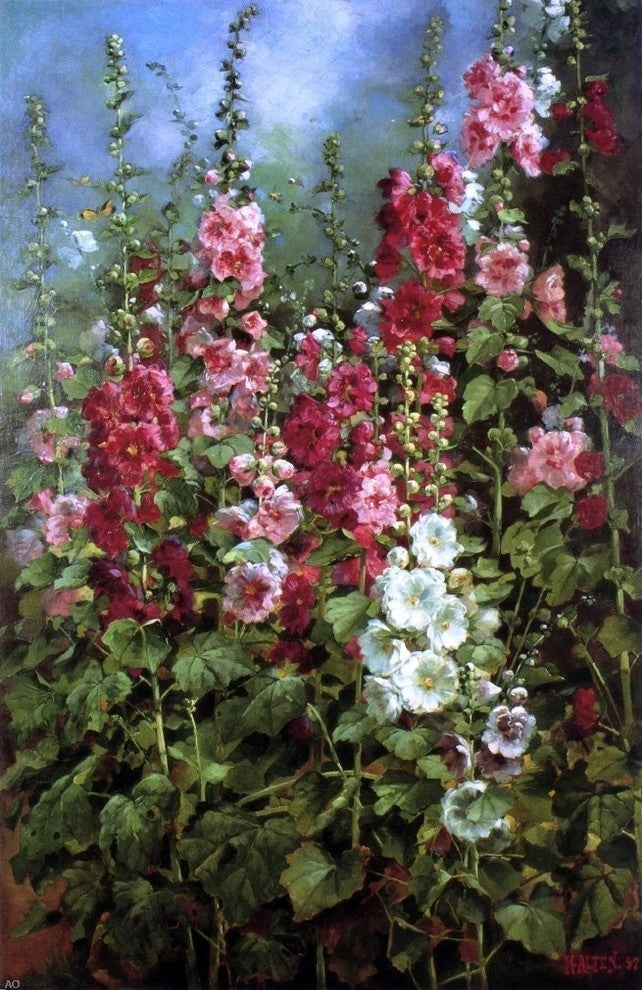 Mathias J Alten Hollyhocks Premium Canvas Print
