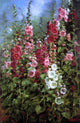 Mathias J Alten Hollyhocks Premium Canvas Print