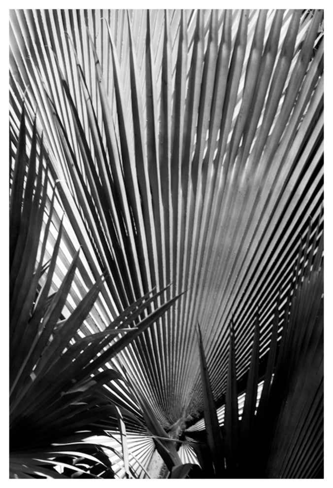 FAN PALM, Black and White, 30x45
