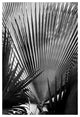 FAN PALM, Black and White, 30x45