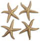 Starfish, Gold Leaf, 4-Piece Set, Small, Gold, Large