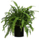 Live 2' Fern 'Kimberly Queen' Package, Black