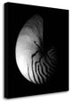 "Shell Collection III" By Ily Szilagyi, Giclee Print on Gallery Wrap Canvas