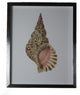 Single Conch Shell Print, Silver Shadowbox