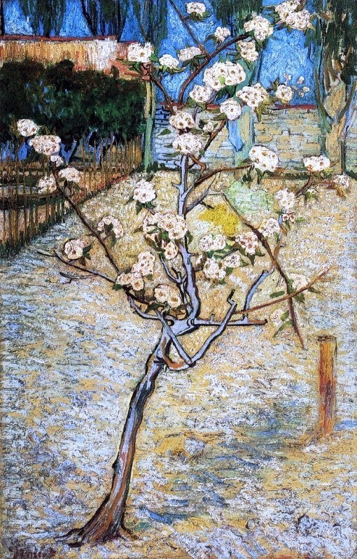 Vincent Van Gogh Pear Tree in Blossom Premium Canvas Print