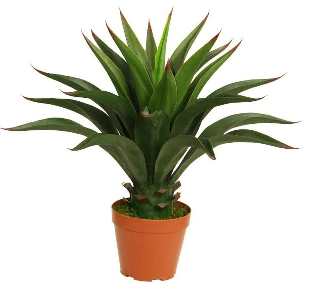 23.5" Decorative Potted Artificial Green Agave Americana Succulent Plant