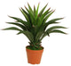 23.5" Decorative Potted Artificial Green Agave Americana Succulent Plant