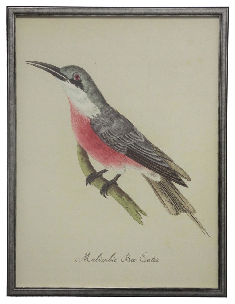 Malimbic Bee Eater, Silver and Black Shadowbox