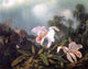 Martin Johnson Heade Jungle Orchids and Hummingbirds20" x 25 Canvas Print