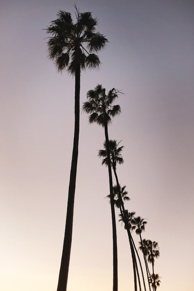"Palm Tree Silhouettes" Fine Art Canvas Print, 48"x72"